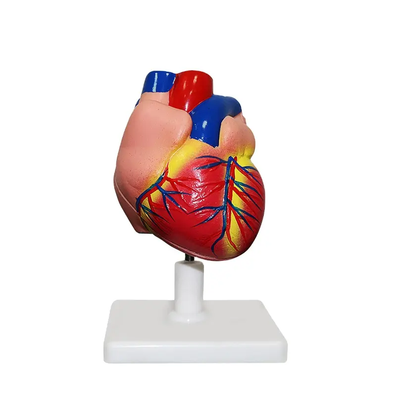 Anatomy medicine human heart model / teaching model of heart bypass in cardiology