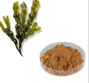 Natuurlijke Bruine Algen Extract Plant Extract Bruine Algen Producten Bruine Algen Polysacchariden