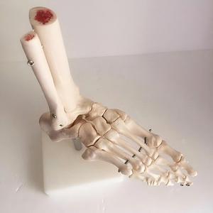 Modello Anatomico del Piede e della Caviglia Umani a Grandezza Naturale 1:1 con Base per Insegnamento Medico - Product Image 2