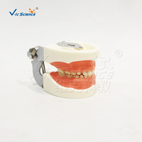 Modelo Dental Decíduo de 24 Dientes con Encías Blandas y Articulador FE para Entrenamiento en Odontología Pediátrica, con Certificaciones CE, ISO, ROHS y CNAS