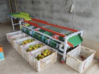 Machine de tri et de calibrage pour fruits (myrtilles, oranges, petites tomates et olives) pour usine de transformation de fruits, modèle SBW-110, 98 kg