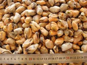 Neue Saison China Origin IQF Gefrorenes Muschel fleisch Frische Dun geness Krabbe mit Shell Premium Quality Wild Caught Muscheln - Product Image 4