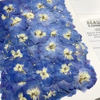 Véritable Delphinium Fleurs Pressées En Vrac pour Résine Bijoux Téléphone Cas Décor De Noce Faveur Fournitures