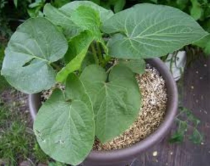 Üretici Kava özü tozu, Kavalactones <span class=keywords><strong>30</strong></span>%-70%, Kava özü tozu P.E. - Product Image 3