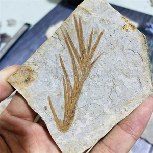 Fósil de Liaoningocladus Boii, Especímen Vegetal del Cretácico Temprano para Estudio Geológico, Exhibición Paleontológica en Casa, Fósil de Planta de la Rama Liaoning - Product Image 4