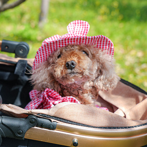 Pet <b>clothes</b>, dog and <b>cat</b> outfits, small dog outfits, stylish, casual, fashionable, romantic, cute plaid sun hats - Product Image 2