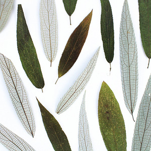Hojas de Debregeasia Naturales Prensadas y Secas, Material para Manualidades, Scrapbooking, Tarjetas y Especímenes - Product Image 2