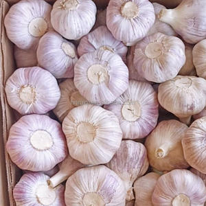 Chine <span class=keywords><strong>Acheter</strong></span> de l'ail <span class=keywords><strong>frais</strong></span> de haute qualité 10kg 20kg en gros - Product Image 5