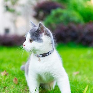 COCO BUDDY Eco-Friendly Hemp Fabric <strong>Cat</strong> Dog <strong>Collar</strong> with <strong>Quick</strong> <strong>Release</strong> Ribbons and Bell Decoration Available in 10 Colors - Product Image 4