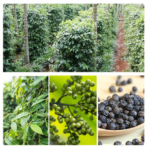 <span class=keywords><strong>Pimienta</strong></span> Negra Seca de Alta Calidad Qingchun, Especia Natural, Suministro de Fábrica, <span class=keywords><strong>Pimienta</strong></span> Negra Molido y Entera - Product Image 3