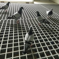 Grilles en plastique FRP personnalisées par le fabricant, grilles de sol en plastique à surface lisse, grilles de sol en plastique pour pigeonniers