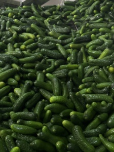Concombres en <span class=keywords><strong>conserve</strong></span>, légumes en <span class=keywords><strong>conserve</strong></span> dans <span class=keywords><strong>de</strong></span> la saumure, style traditionnel - Product Image 6