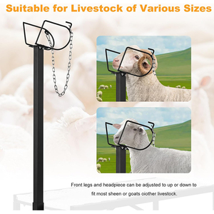 แท่นรีดนมและตัดขนแพะแบบปรับระดับได้ JH-Mech แท่นตัดขนสัตว์โลหะ แท่นรีดนมแพะปรับระดับความสูงได้ - Product Image 2