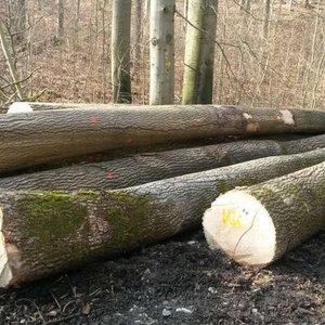 Furniture Flooring Veneer Special High Strength African Azobe Hardwood Logs Export Grade 4m Length - Product Image 6