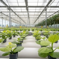 Serres agricoles commerciales multi-chapelles en verre avec système hydroponique pour la production de laitues, de fraises et de fleurs