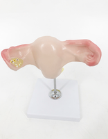Modelo anatómico de PVC para órganos genitales femeninos: Entrenamiento de Ciencias Médicas realista y duradero para uso en hospitales/escuelas