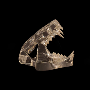 Modelo Anatómico de Dientes de Gato Transparente de PVC para Ciencias Médicas, Modelo de Dientes de <span class=keywords><strong>Felidae</strong></span> - Product Image 3