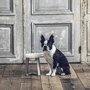 Pecolo Eco-Friendly Durable Ceramic Elevated Portable Pet Food <b>Stand</b> for Cats and <b>Dogs</b> - Product Image 2