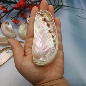 Coquille d'ormeau d'oreille d'âne naturelle pour la collecte d'échantillons, décoration de meubles, porte-<span class=keywords><strong>savon</strong></span> DIY - Product Image 5