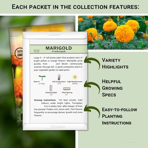 Collection annuelle <span class=keywords><strong>de</strong></span> 5 sachets <span class=keywords><strong>de</strong></span> graines <span class=keywords><strong>de</strong></span> fleurs écologiques pour jardin domestique : Souci, Aster chinois, Cosmos en pots <span class=keywords><strong>de</strong></span> culture sur pied - Product Image 3