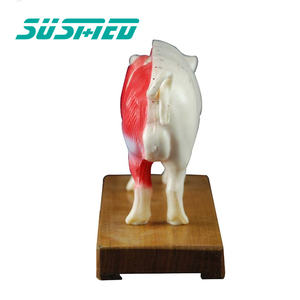 สถาบันวิจัยสัตว์เลี้ยงในโรงพยาบาลสัตว์ใช้แบบจำลองทางกายวิภาคของหมูจุดฝังเข็มและโครงสร้างทางกายวิภาค - Product Image 5