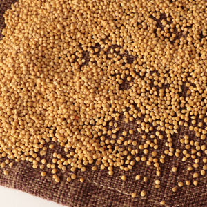 Crecimiento natural chino no Gmo comida para pájaros mijo amarillo mijo no glutinoso - Product Image 5