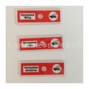 Biology Microscope Slides Plant And Animal Specimens 6X2Cm Glass For School And Home Use 12 Pieces Pack - Product Image 5
