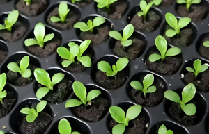 Vassoi per Semina a 162 Celle: Risparmio sulle Sementi, Maggiore Utilizzo e Miglioramento del Tasso di Germinazione - Product Image 5