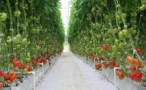 100pcs 3/4 "Diâmetro Planta Suporte Jardim Treliça Clips para Jardim de Tomate Clips Plantas Videira Suporte à Planta Vertical Mais Saudável Crescer - Product Image 6