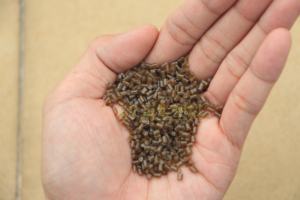 Reciclaje de Poliestireno Expandido, Poliestireno Reciclado, Reciclaje de EPS, EPS Reciclado, Espuma Reciclada R-EPS, Material Especial para Marcos de Fotos - Product Image 2