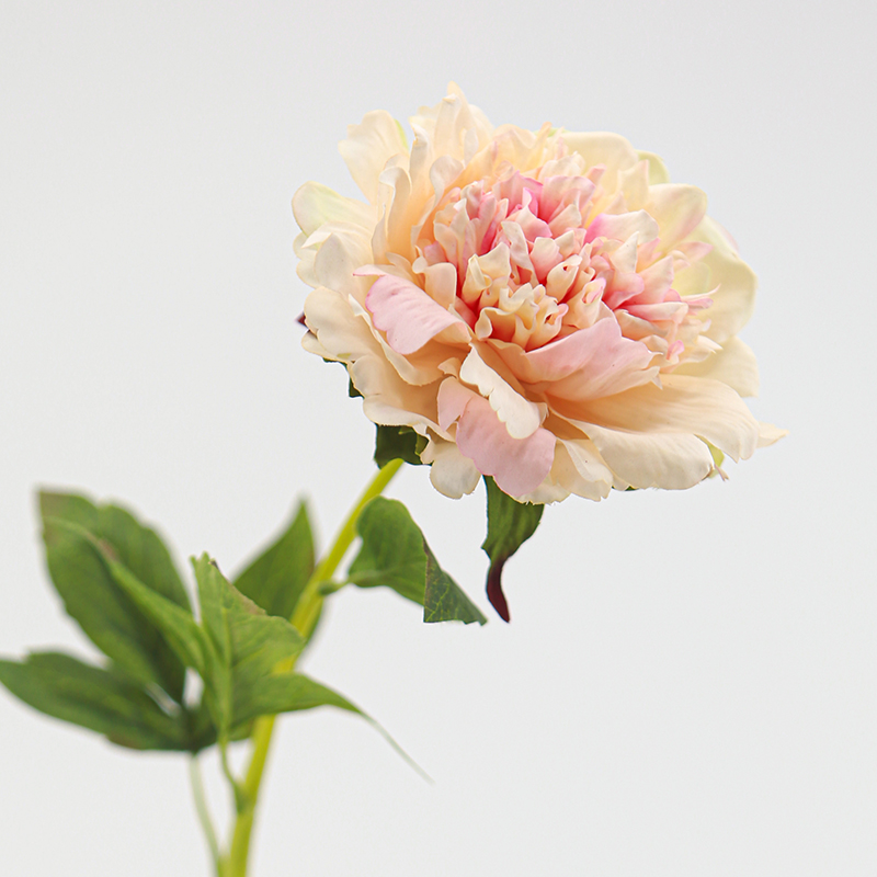 Peach Pink