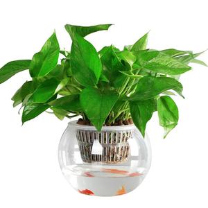 120 #   Macetas de malla hidropónicas de 4.7 pulgadas, macetas acuapónicas, vasos transparentes de red translúcida para flores y hierbas - Product Image 6