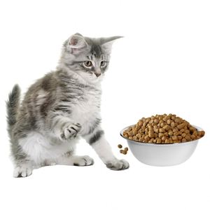Stainless Steel Eco-Friendly Solid Portable Waterproof Dog Bowls for Cats & Dogs-Wholesale Multiple Sizes - Product Image 2