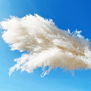 Boho Ins Style naturel séché moelleux blanc <span class=keywords><strong>pampa</strong></span> herbe préservée décor fleurs pour centres <span class=keywords><strong>de</strong></span> table <span class=keywords><strong>de</strong></span> mariage et décoration <span class=keywords><strong>de</strong></span> la maison - Product Image 2