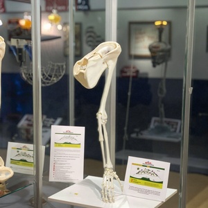 Modelo de mano de esqueleto de PVC de tamaño real con <span class=keywords><strong>ulna</strong></span> y radio para la educación anatómica humana en ciencias médicas - Product Image 5