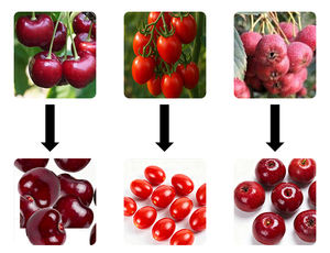 Despulpador Profesional Personalizado en Venta, Despulpador de Cerezas a Bajo Precio - Product Image 4