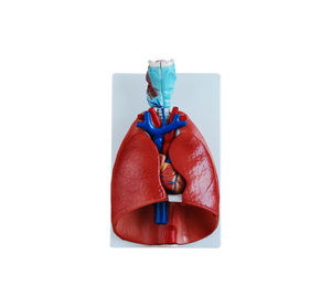 Modèle anatomique réaliste ADA-320 de larynx, cœur et poumons pour l'enseignement médical et la simulation de gorge - Shanghai - Product Image 1