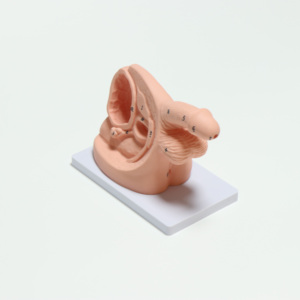 Modello del Sistema Riproduttivo Maschile, Modello Didattico per Cateterismo Uretrale di Base - Product Image 4