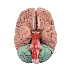 Cuộc sống-kích thước 9-Part PVC não giải phẫu Mô hình có thể tháo rời động mạch và amygdala cho y tế khoa học giảng dạy - Product Image 1
