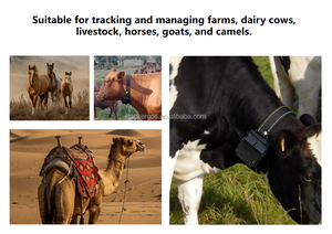 גפ ג 'י מתקדם לללאוואן בקר פעילות פרות כבש צג <span class=keywords><strong>IP67</strong></span> רמה 3 התראה חשמלית - Product Image 6