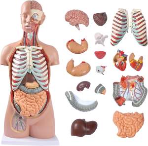 Modelo de Anatomía del <span class=keywords><strong>Cuerpo</strong></span> <span class=keywords><strong>Humano</strong></span>, <span class=keywords><strong>Muñeco</strong></span> con 17 Partes Extraíbles, Modelo de Torso Anatómico de Tamaño Real sin Género - Product Image 2