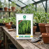 VNR Seeds Pvt. Semillas de Chile Híbrido VNR-145 F1 (Mirchi) de Alta Picantez, Germinación en 7-14 Días, 1.2-1.4, para Invernaderos Agrícolas