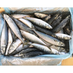 Giá tốt nhất bán trên đông lạnh toàn bộ Thái Bình Dương Cá Thu cá Tên khoa học scomber japonicus Chất lượng cao Cá - Product Image 2