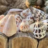 Grandes coquilles de conus ébraeus naturelles, coquillages hébreux, pour la création de bijoux DIY, colliers, boucles d'oreilles, breloques, style marin hawaïen