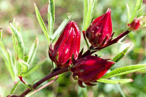 Fleurs de rose séchées saines pour tisane / Fleurs de chardon rouge du Vietnam - Product Image 2