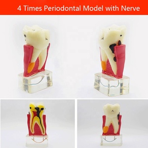 Modelo de Dientes en Oferta, Modelo de Prótesis Dental Estándar para Adultos, Modelo de Demostración para Niños - Product Image 3