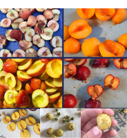 Machine industrielle multifonctionnelle pour dénoyauter les olives, les dattes, les jujubes, les abricots, moteur en acier inoxydable 304
