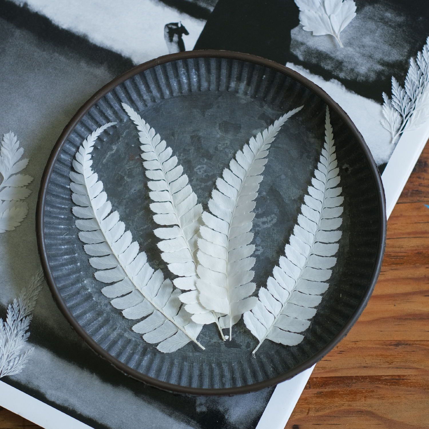 MH687 New York Fern 8-11cm white 50pcs