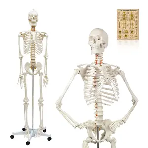 FRT001 العلوم الطبية البلاستيك نموذج الهيكل العظمي البشري الحياة حجم 176 سنتيمتر المشارك بونيه الإنسان نموذج تشريح
