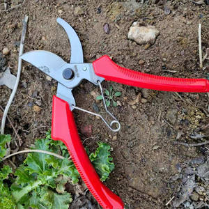 Tijeras de Podar para Árboles Frutales Butterfly 104B, Acero Inoxidable, Mango Rojo, Hoja de 50 mm, Herramienta de Jardinería y Horticultura - Product Image 4
